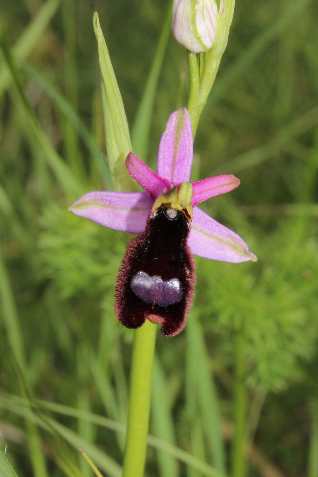 Ophrys romolinii o benacensis ??